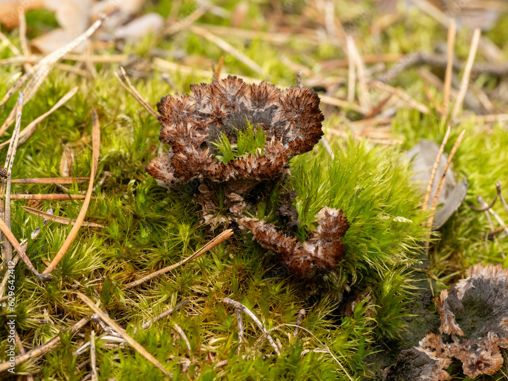 Erdwarzenpilz Erdwarzenpilz