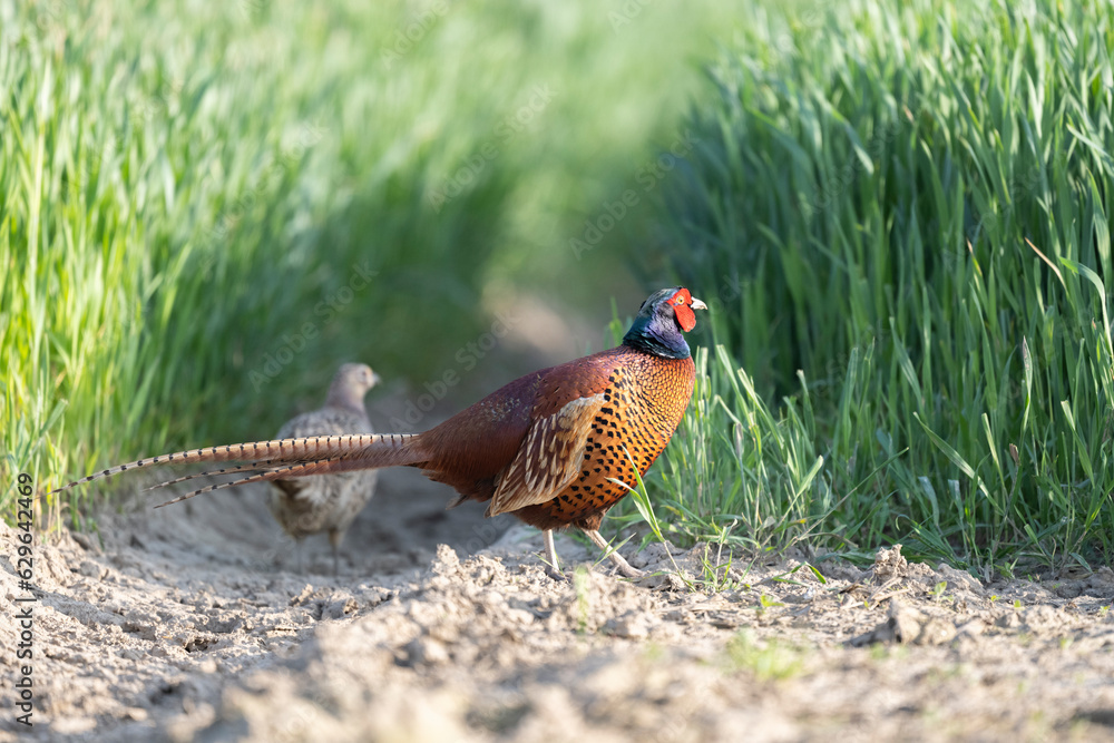 custom made wallpaper toronto digitalFasan