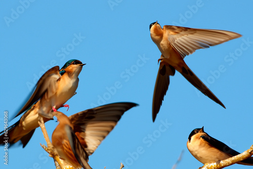 Swallow. Set of swallows. Portrait of a flying swallow in front of a blue background. Bird on a branch of a tree. Bird photographs. Nature concept.
