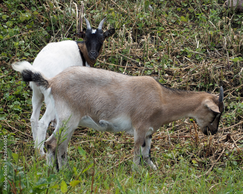 white with red and white with black goats eat grass in the bushes . nature. farm. pet. artiodactyl . two goats white with red and white with black goats eat grass in the bushes . nature. farm. pet. artiodactyl . two goats