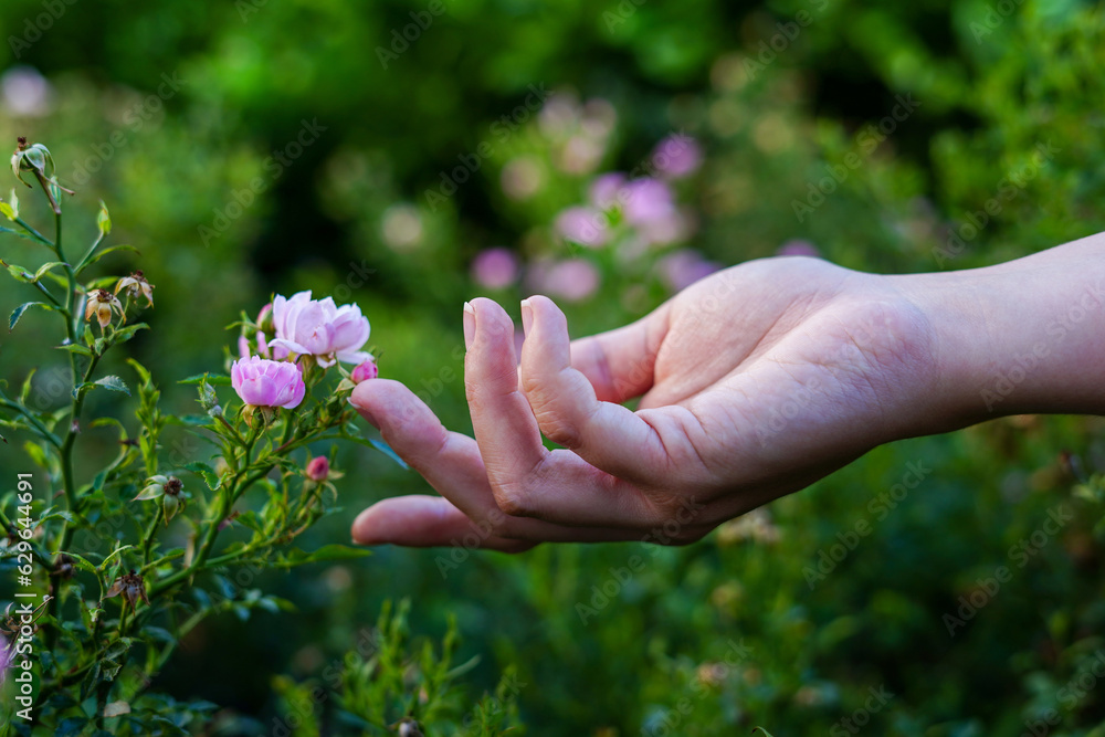 woman hand touch the flowers pink roses in green garden woman hand touch the flowers pink roses in green garden