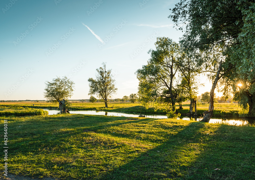 Obraz premium green meadow and high trees near small river backlit in warm evening sunlight