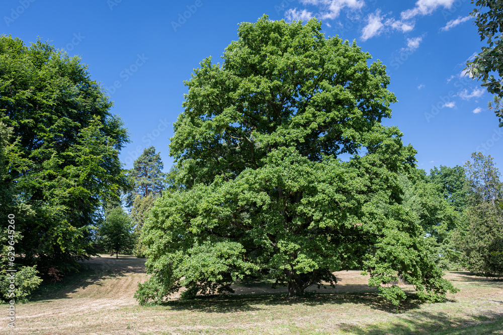 Big oak tree outdoors in nature.