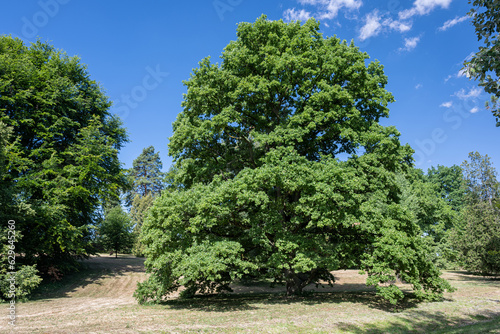 Big oak tree outdoors in nature.