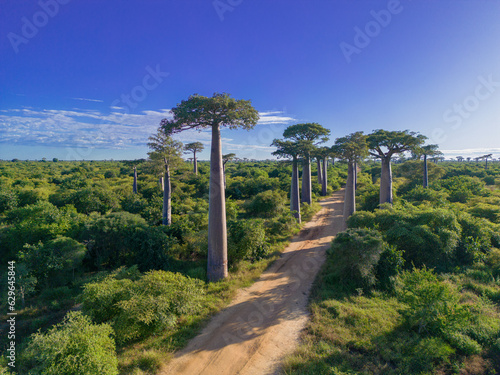 Fotografie Baobabs forest, Baobab alley , Madagascar