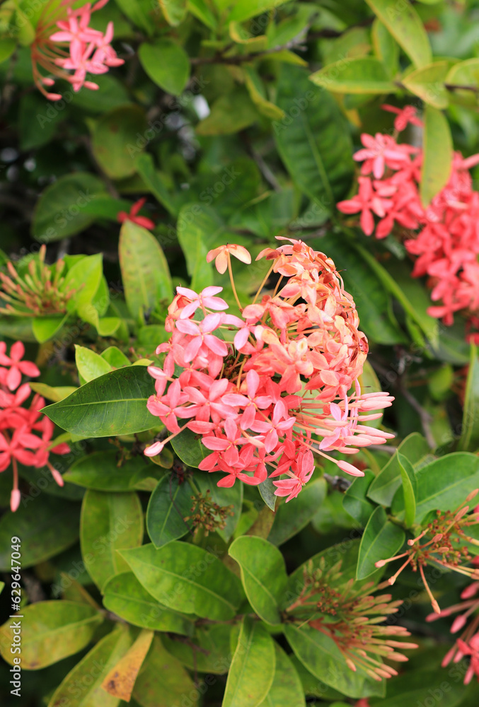 beautiful red flowers in the lush garden with green leaves in the background