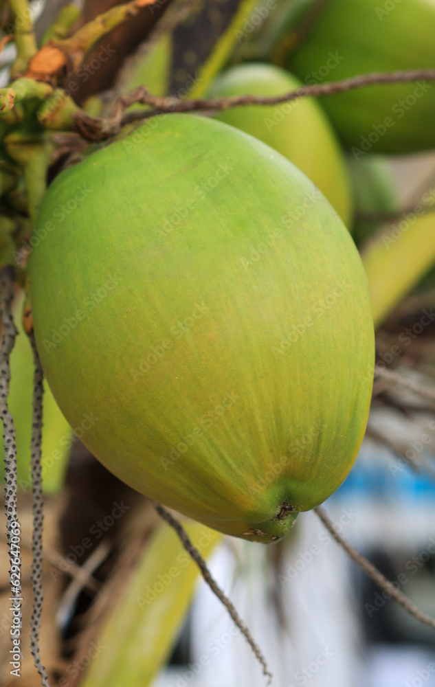 Tropical fruit coconut jelly green hanging from tree