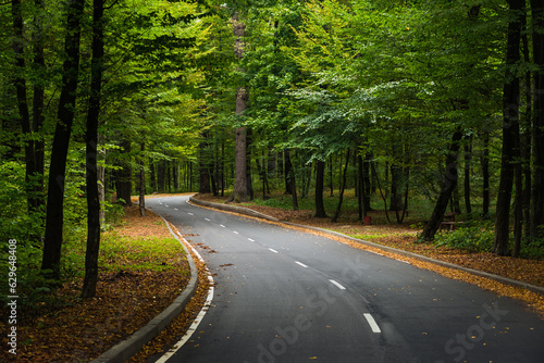 Quadro su tela Road through green forest