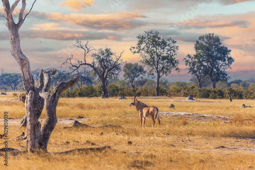 Roan antelope  Hippotragus equinus  in Hwange National Park  Zimbabwe