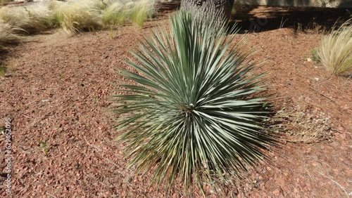 plante du désert Yucca rostrata dans un parterre photo