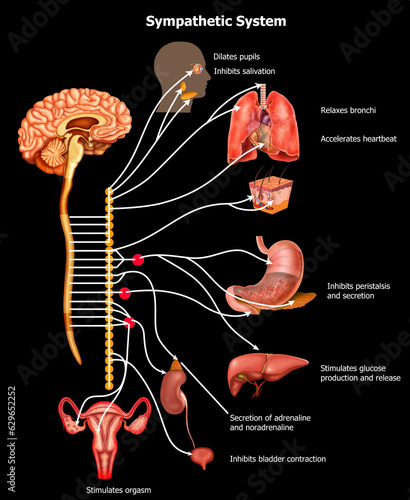 Sympathetic System Medical illustration photo