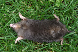 A mole lies in the grass on its back with its legs and claws apart.