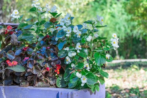 Composition from begonia semperflorens in autumn garden. Red and white flowers everblooming used as decorative foliage and colorful wax plants. Flowerbed vibrant floral background. Landscape design. photo