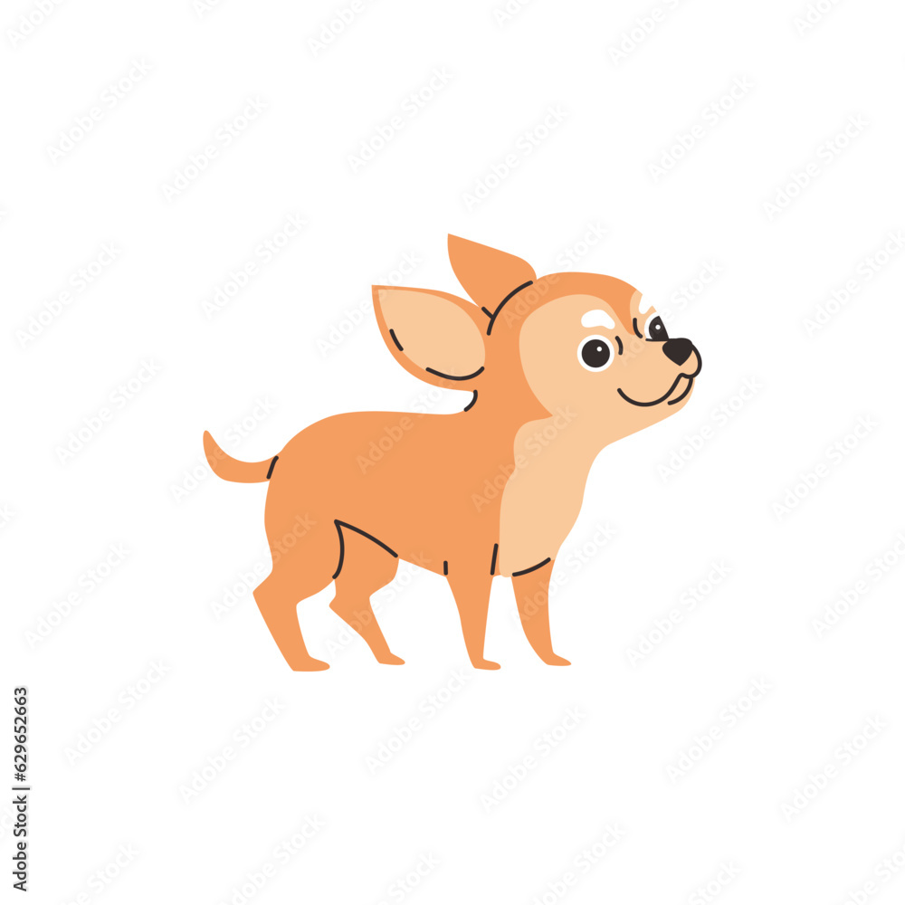 Cute smiling chihuahua dog flat style, vector illustration