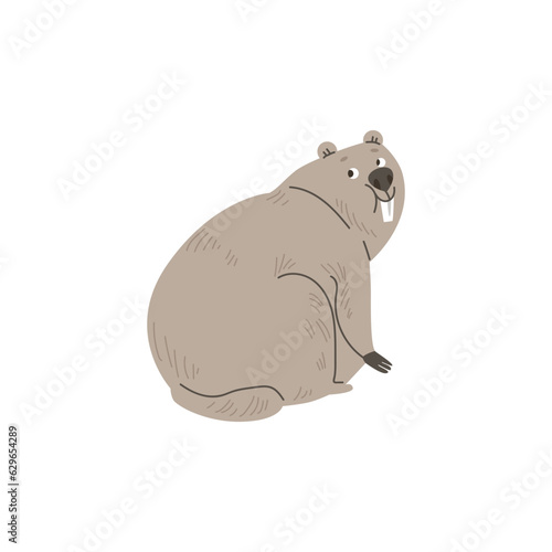 Cute groundhog vector illustration, wild animal living in the ground, funny positive furry marmot isolated on white