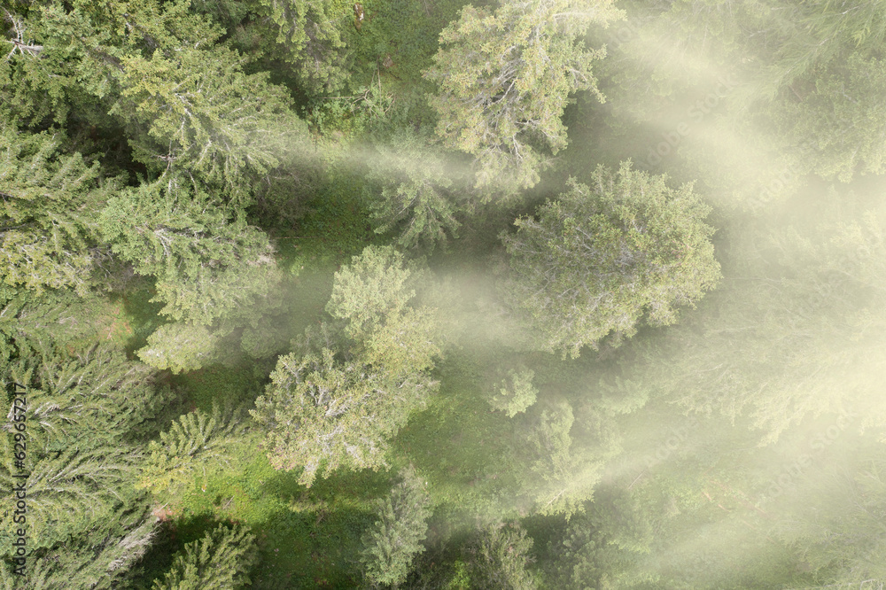 vertical aerial view of a forest surrounded by sunbeams and fog in Trentino