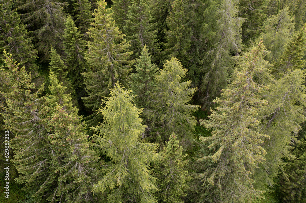 aerial view of a silver fir forest in Trentino