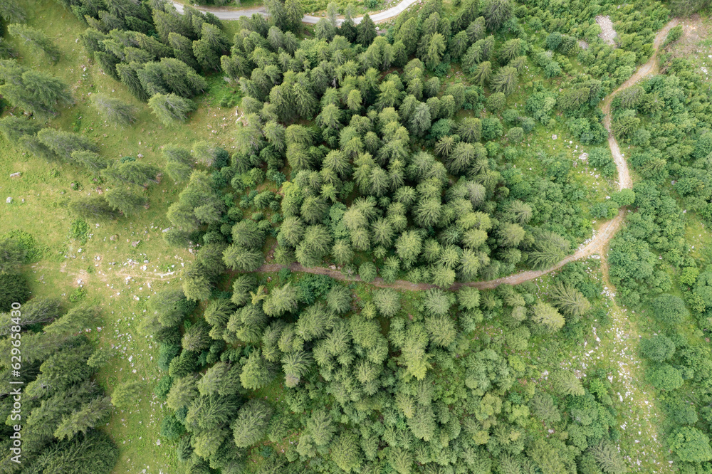 aerial view of a forest with a Trentino trail