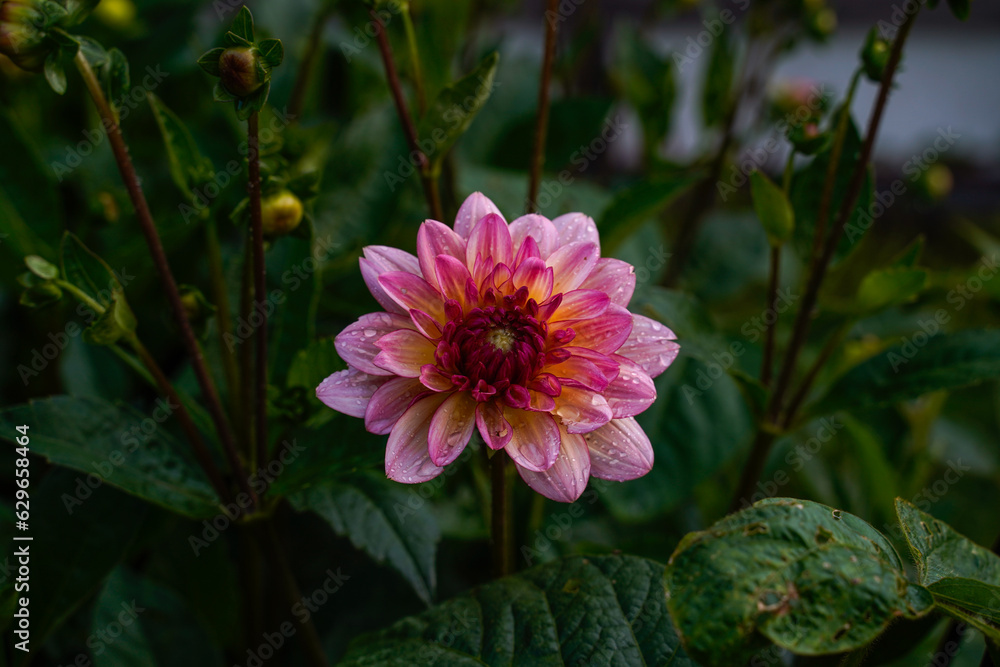 Pacific Ocean dahlia in an outdoor garden space. Pacific Ocean dahlia in an outdoor garden space.