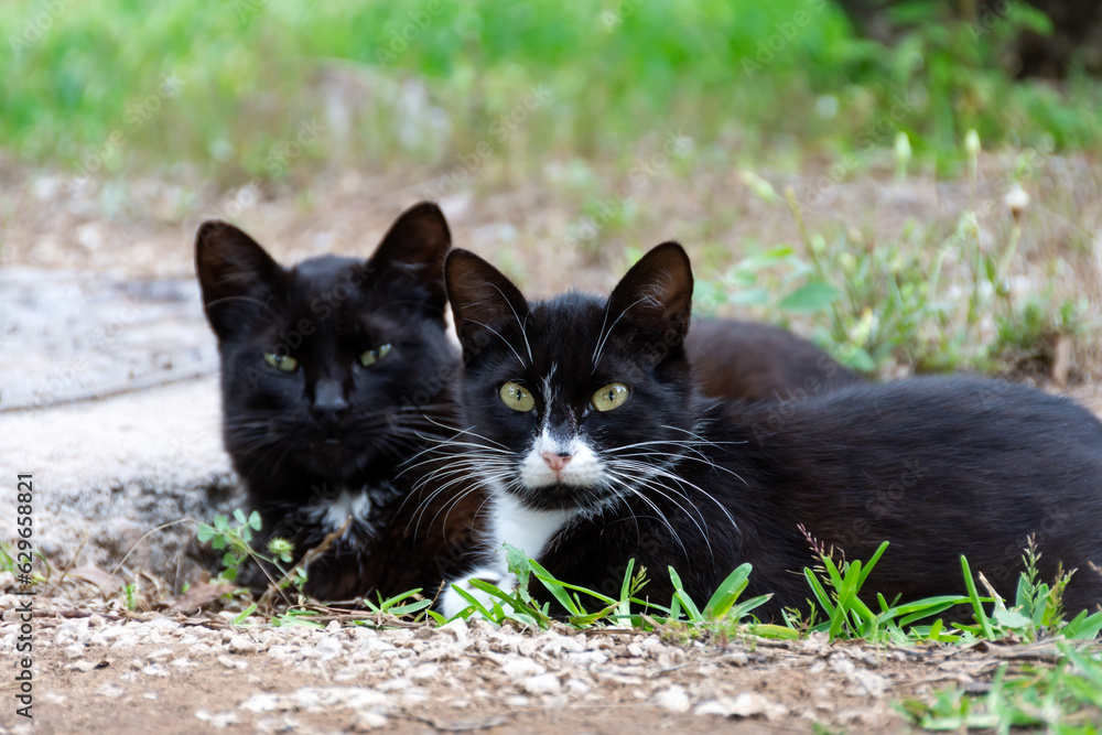 Two young black with white spots lying on the grass
