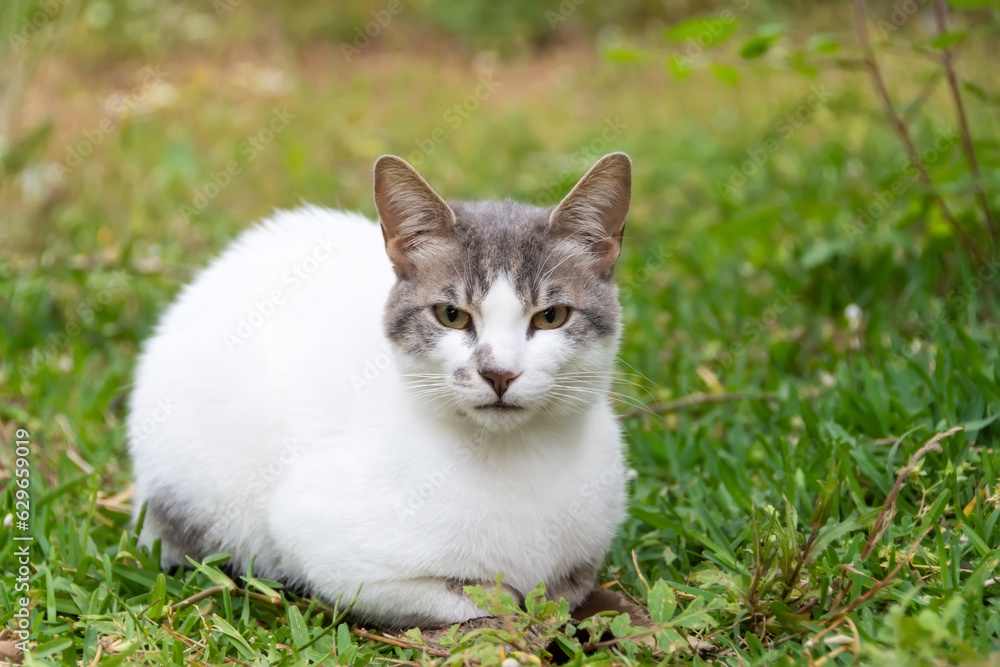 White spotted cat sits on a grass meadow White spotted cat sits on a grass meadow