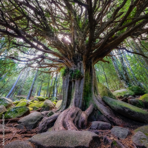 Fototapeta Impressive millenary yew in an enchanted forest in the Sierra de Guadarrama, Madrid, Spain