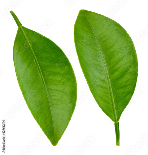 Citrus leaves Clipping Path