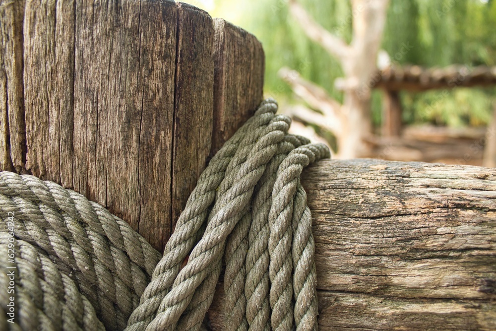 Fototapeta premium Detail of a rope wrapped around a tree trunk