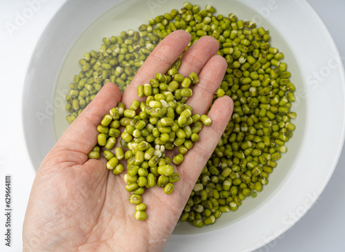 Fotografie Soaked Mung Beans, Wet Vigna Radiata Seeds Pile, Macro Photo of Green Gram in Wa