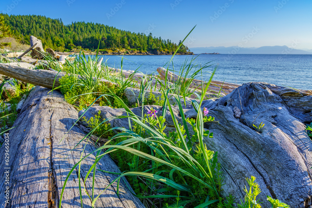 Driftwood Logs and Seaside Pea Driftwood Logs and Seaside Pea