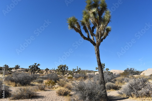 joshua tree national park