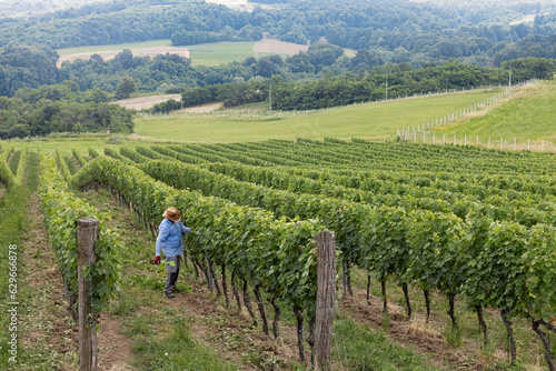 Farmer working on the winery farm in Serbian vineyard.