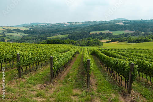 Beautiful view of vineyard. Fresh green rows of vine in the countryside