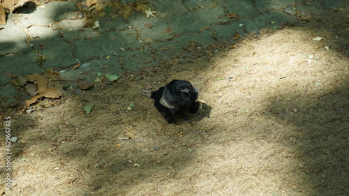 Fotografija A cute young flightless magpie