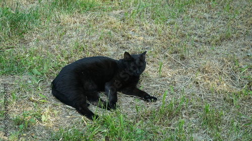 Black cat sleeping in the grass