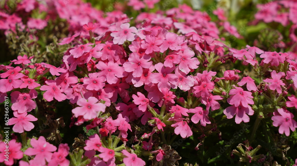 Pink flowers in the garden Pink flowers in the garden