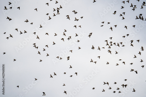 A flock of birds flies in the sky, migration time