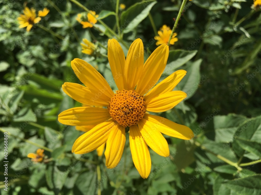 Yellow Flower in the Garden Yellow Flower in the Garden