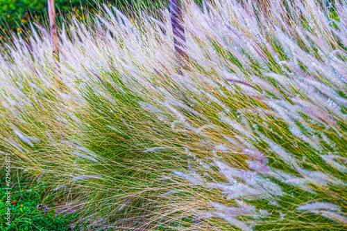 Quadro su tela Fountain Grass
