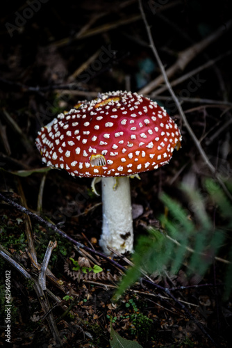 a toadstool in the forest 