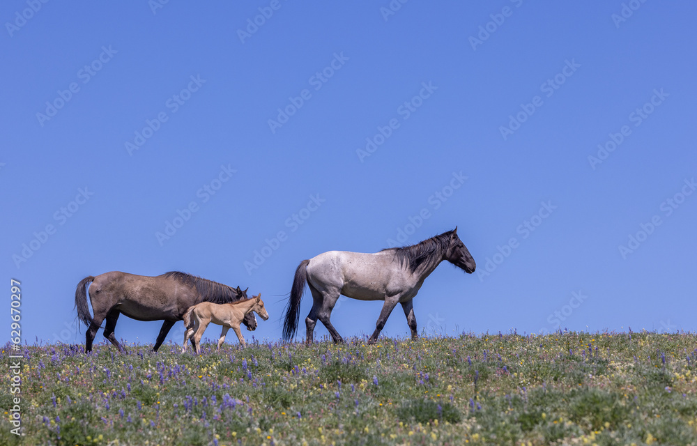 Wild Horses in Summer in the Pryor Mountains Montana Wild Horses in Summer in the Pryor Mountains Montana