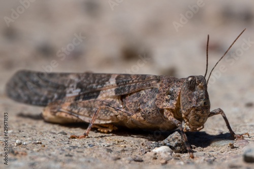 Close-up of Pallid-winged Grasshopper 