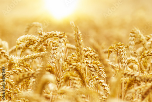 Gold wheat field on a sunset. Crops field. Selective focus