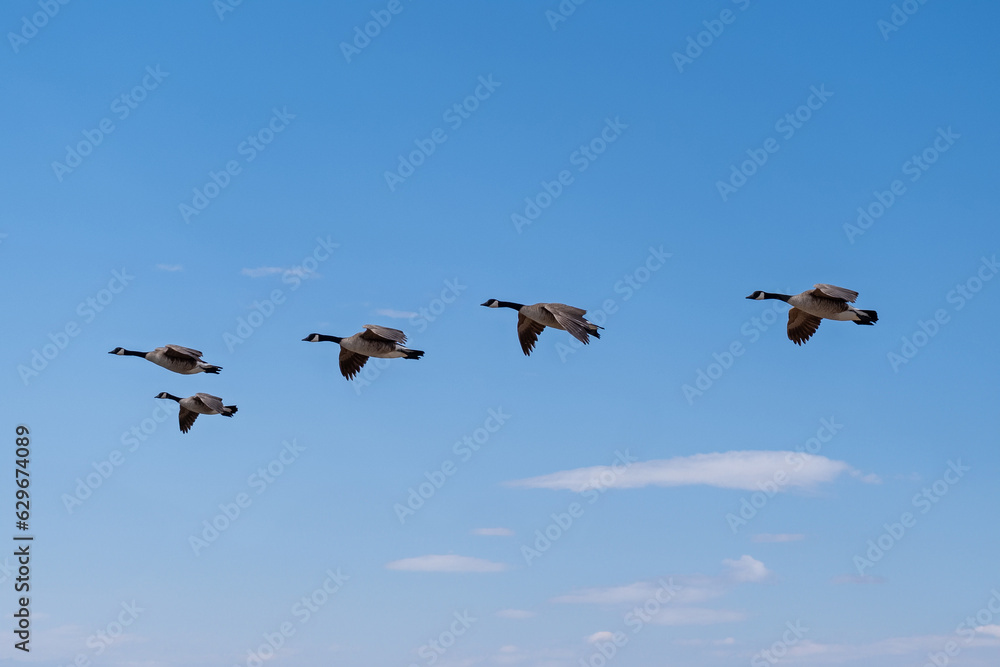 Five Canadian Geese Flying in V Formation Five Canadian Geese Flying in V Formation