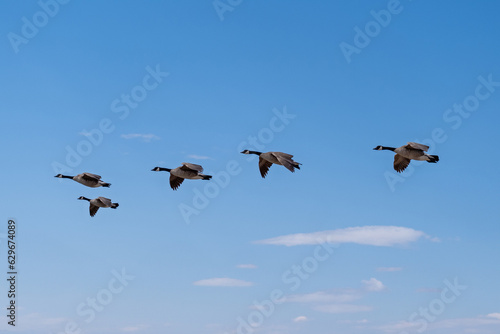 Five Canadian Geese Flying in V Formation