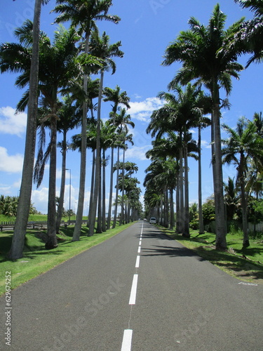 Une petite route entourée de grand palmier