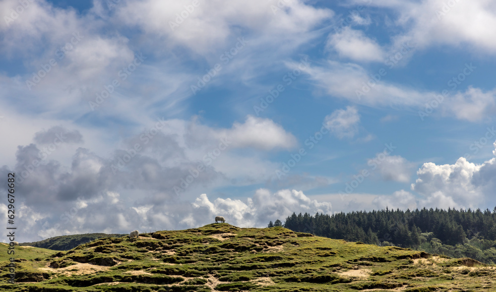 A flock of sheep on the isle of Colonsay, Scotland