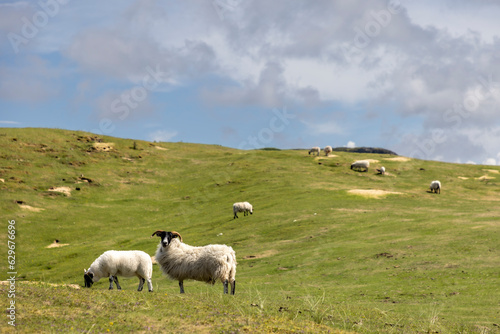 Obraz na płótnie A flock of sheep on the isle of Colonsay, Scotland w salonie