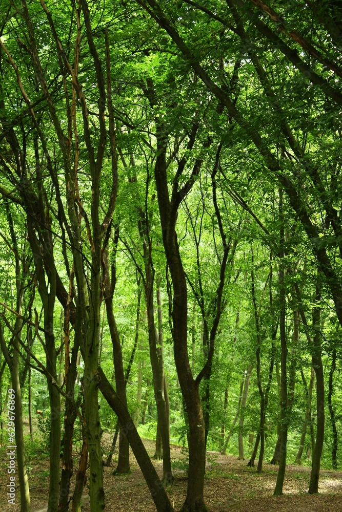 trees in the forest