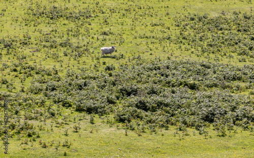 Obraz na płótnie A flock of sheep on the isle of Colonsay, Scotland w salonie